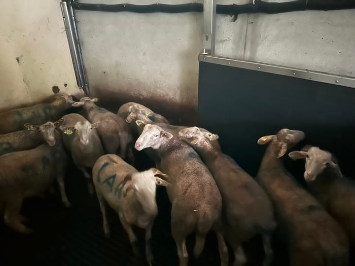 Élevage EARL Mascaras dans les Hautes-Pyrénées (65)