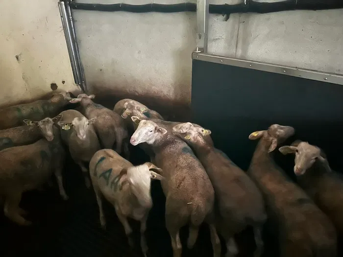 Élevage EARL Mascaras dans les Hautes-Pyrénées (65)